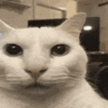 Uncanny Cat Golf